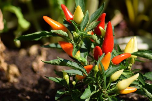 Mengobati Kanker Dengan Obat Tradisional Dari Bumbu Dapur Mengobati Kanker Dengan Obat Tradisional Dari Bumbu Dapur