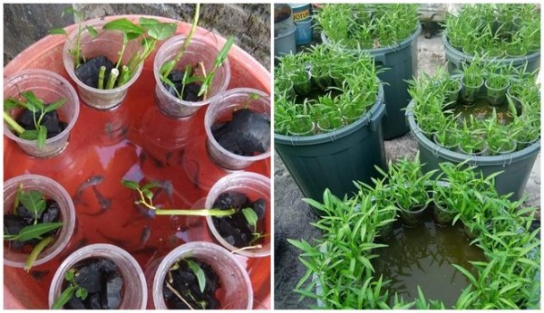 Cara menanam Kalkung sambil beternak ikan Cara menanam Kalkung sambil beternak ikan